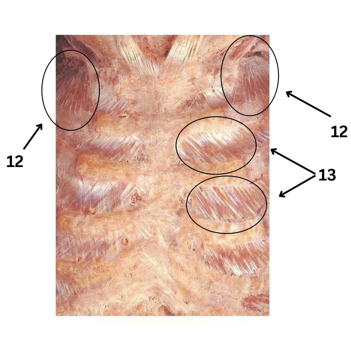<p>13</p>