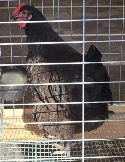 <p>What type of hen is this?</p>