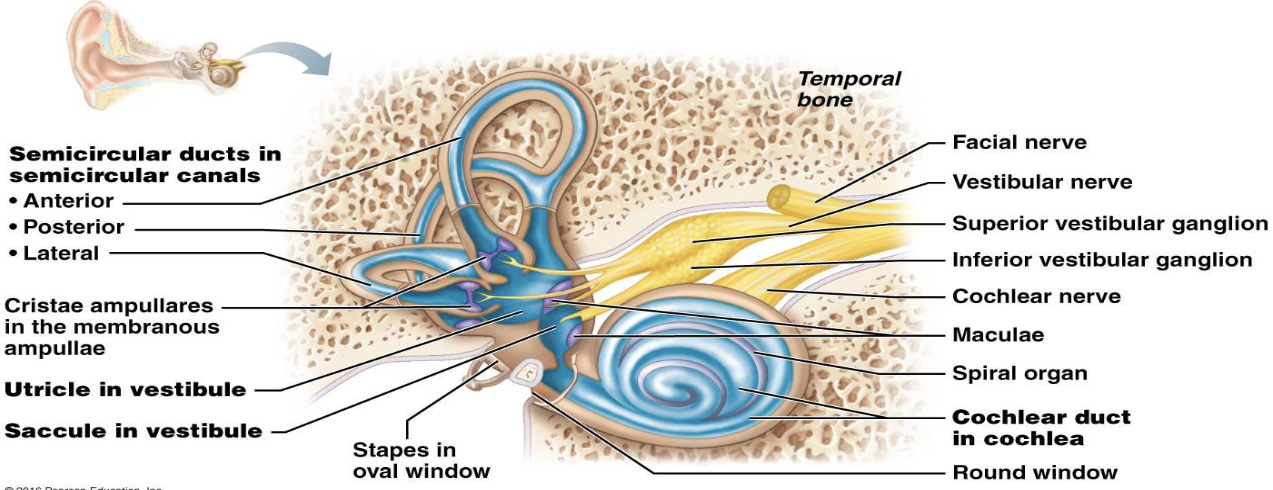 <p>VII. Semicircular Canals</p><ol><li><p>How many planes do the semicircular canals have?</p></li><li><p>What is the swelling at one end of each semicircular canal called?</p></li><li><p>What does each ampulla contain?</p></li></ol><p></p>