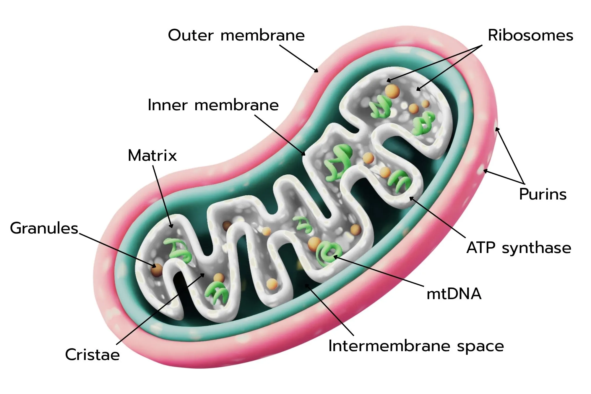 <p>Harvest energy for cellular functions </p>