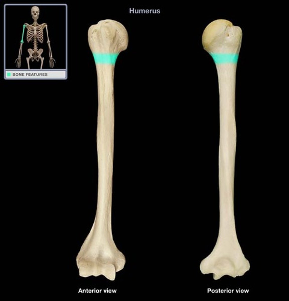 <p>The neck of the humerus that is prone to fractures.</p>