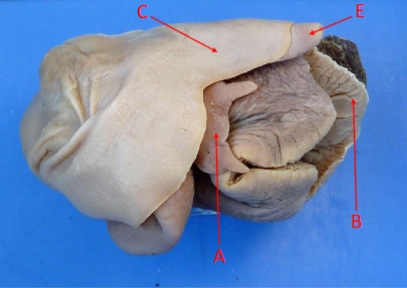 <ol><li><p>identify Kingdom, Phylum, Class, Informal Group, Genus</p></li><li><p>identify A, B, C, and E</p></li></ol><p></p>