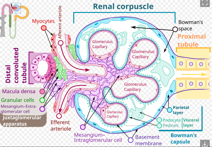<p><strong>juxtaglomerular apparatus: </strong>is just on the side, it is macular densa, distal convoluted tubule</p><p></p><p><strong>renal corpuscle</strong>: is the main filtering blob thing we were talking about in this slidedeck, in the urinary system</p><p></p><p><strong>bowman’s capsule</strong>: This is the outer, tan/blue "cup" or shell that forms the perimeter of the circle. It catches the fluid filtered from the red blood capillaries (the <strong>glomerulus</strong>) inside it.</p><p></p><ul><li><p><span><strong>Renal Corpuscle</strong>: The complete, entire filtering unit.</span></p></li><li><p><span><strong>Bowman’s Capsule</strong>: Just the double-walled outer shell.</span></p></li></ul><p></p>