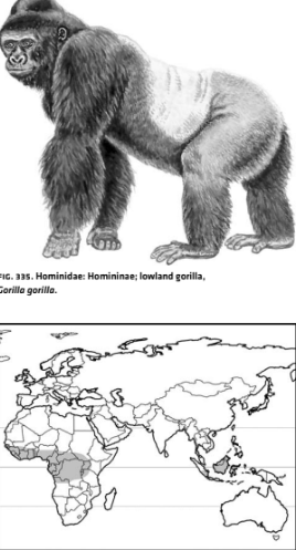 <p>Infraclass Eutheria</p><p>Order Primates</p><p>Suborder Haplorrhini</p><p>Parvorder Catarrhini</p><p></p><p>Great apes.</p>