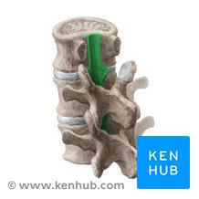 <p>längst corpus/ posteria delen av foramen vertebrale </p>