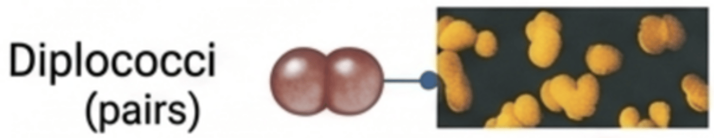 <p>Cocci arranged in pairs.</p>