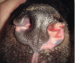 <p>What is this a typical presentation of (depigmentation and ulceration in a dog)?</p>