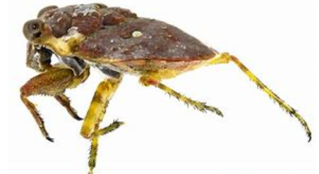 <p>What is the name of this bug </p>