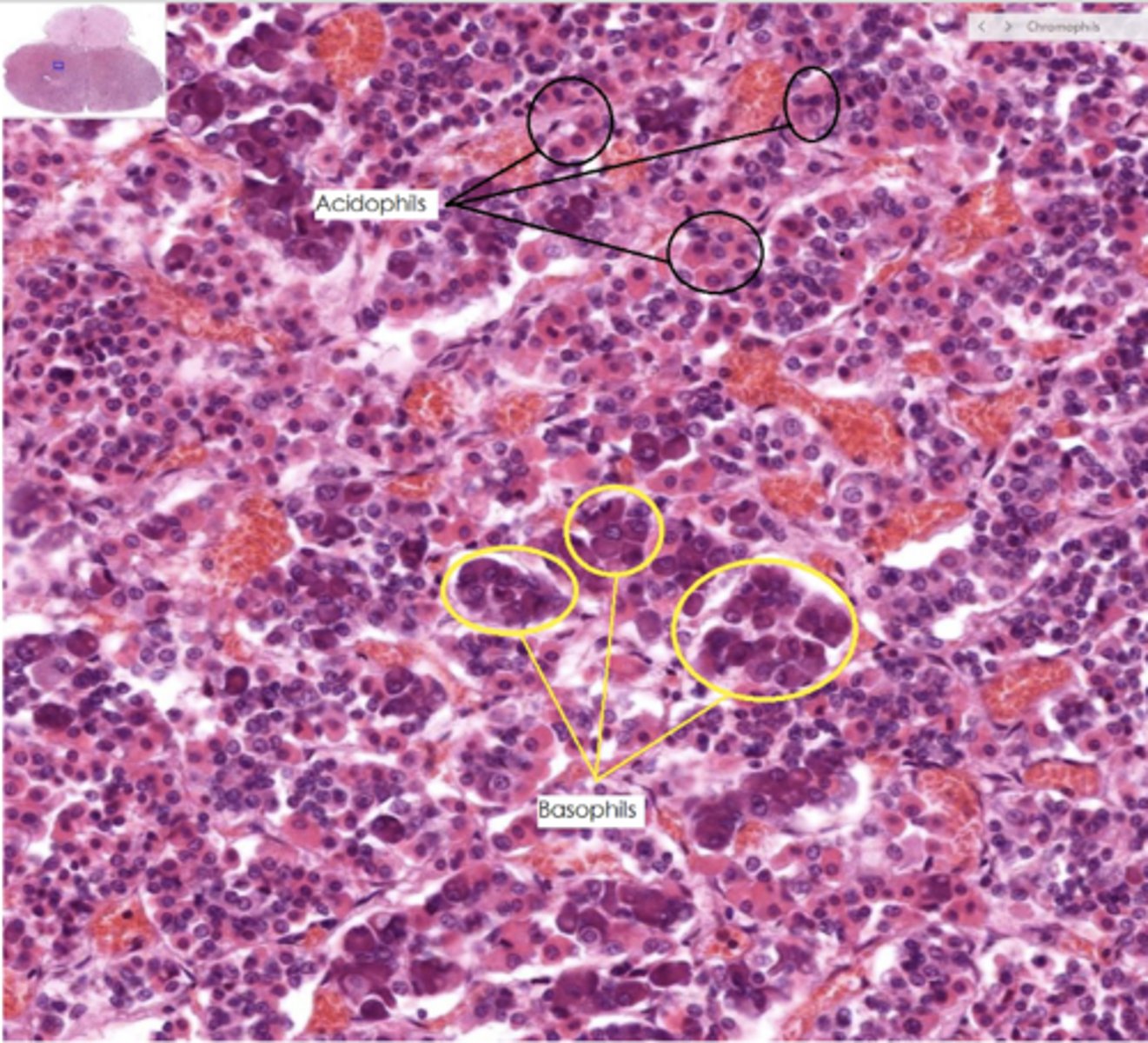 <p>Identify the region of the organ</p>