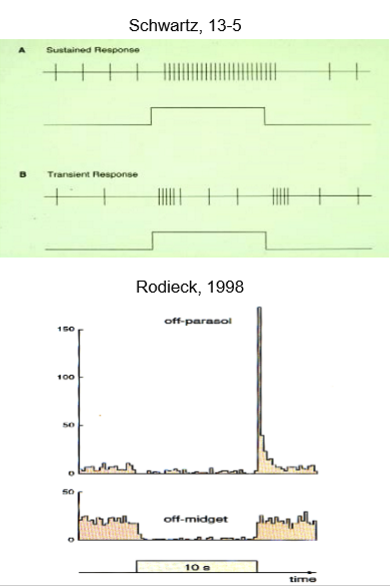 <p>Midget RGCs show a sustained response:</p><ul><li><p>ON midget RGCs fire continuously during light onset</p></li><li><p>OFF midget RGCs fire continuously during light offset</p></li></ul><p></p>