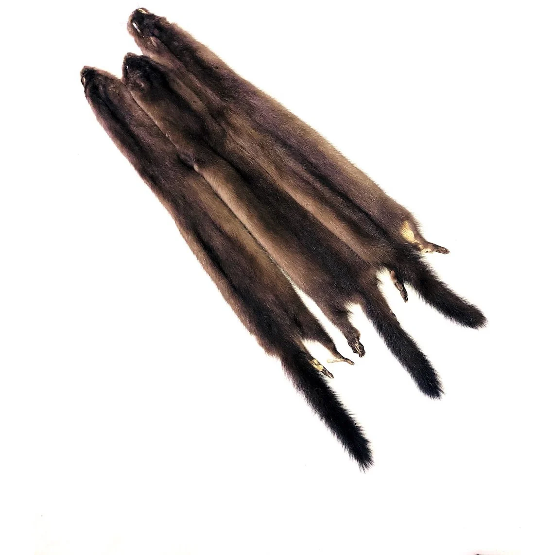 <p>Small, very dark, blackish tail</p>