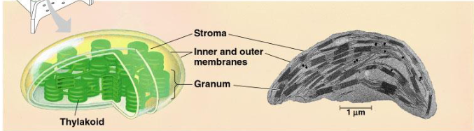 <p>region of the chloroplast that surrounds the grana</p>