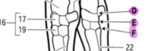 <p>What is the mobility of the joints of the carpus like?</p>