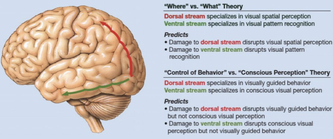 <ul><li><p class="Paragraph SCXO107995499 BCX0" style="text-align: left;"><span style="background-color: inherit; line-height: 19.55px; color: windowtext;">Specialises in visual spatial perception</span><span style="line-height: 19.55px; color: windowtext;">&nbsp;</span></p></li><li><p class="Paragraph SCXO107995499 BCX0" style="text-align: left;"><span style="background-color: inherit; line-height: 19.55px; color: windowtext;">Specialises in visually guided behaviour</span><span style="line-height: 19.55px; color: windowtext;">&nbsp;</span></p></li><li><p class="Paragraph SCXO107995499 BCX0" style="text-align: left;"><span style="background-color: inherit; line-height: 19.55px; color: windowtext;">Reaching/intercepting/ interacting with objects</span><span style="line-height: 19.55px; color: windowtext;">&nbsp;</span></p></li><li><p class="Paragraph SCXO107995499 BCX0" style="text-align: left;"><span style="background-color: inherit; line-height: 19.55px; color: windowtext;">Damage impairs motor interaction but not verbal description</span><span style="line-height: 19.55px; color: windowtext;">&nbsp;</span></p></li></ul><p></p>