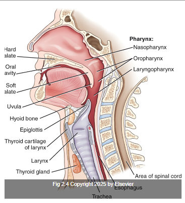 <p>1st of the three divisions of pharynx; Posterior to nose and houses opening of the auditory tube and pharyngeal tonsils.</p>