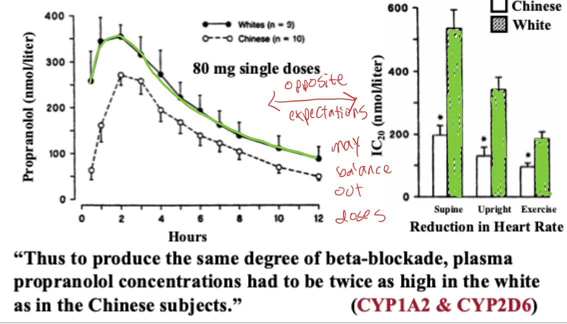 <ul><li><p>Chinese men had higher clearance and therefore lower AUC of Propranolol</p><ul><li><p>However, Chinese men had a lower IC20, meaning they were more sensitive to propranolol and needed less to reduce heart rate </p></li></ul></li></ul><p></p>