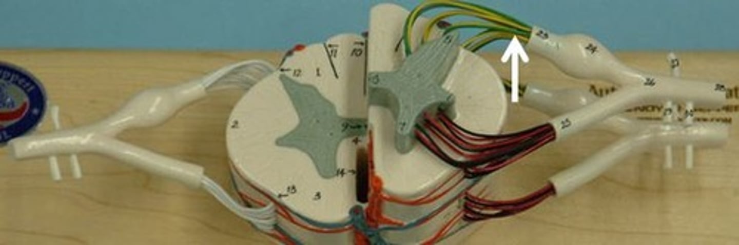 <p>Identify this structure.</p>