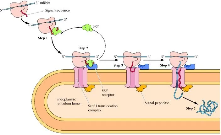 <p>What does the rough endoplasmic reticulum do? (2)</p>