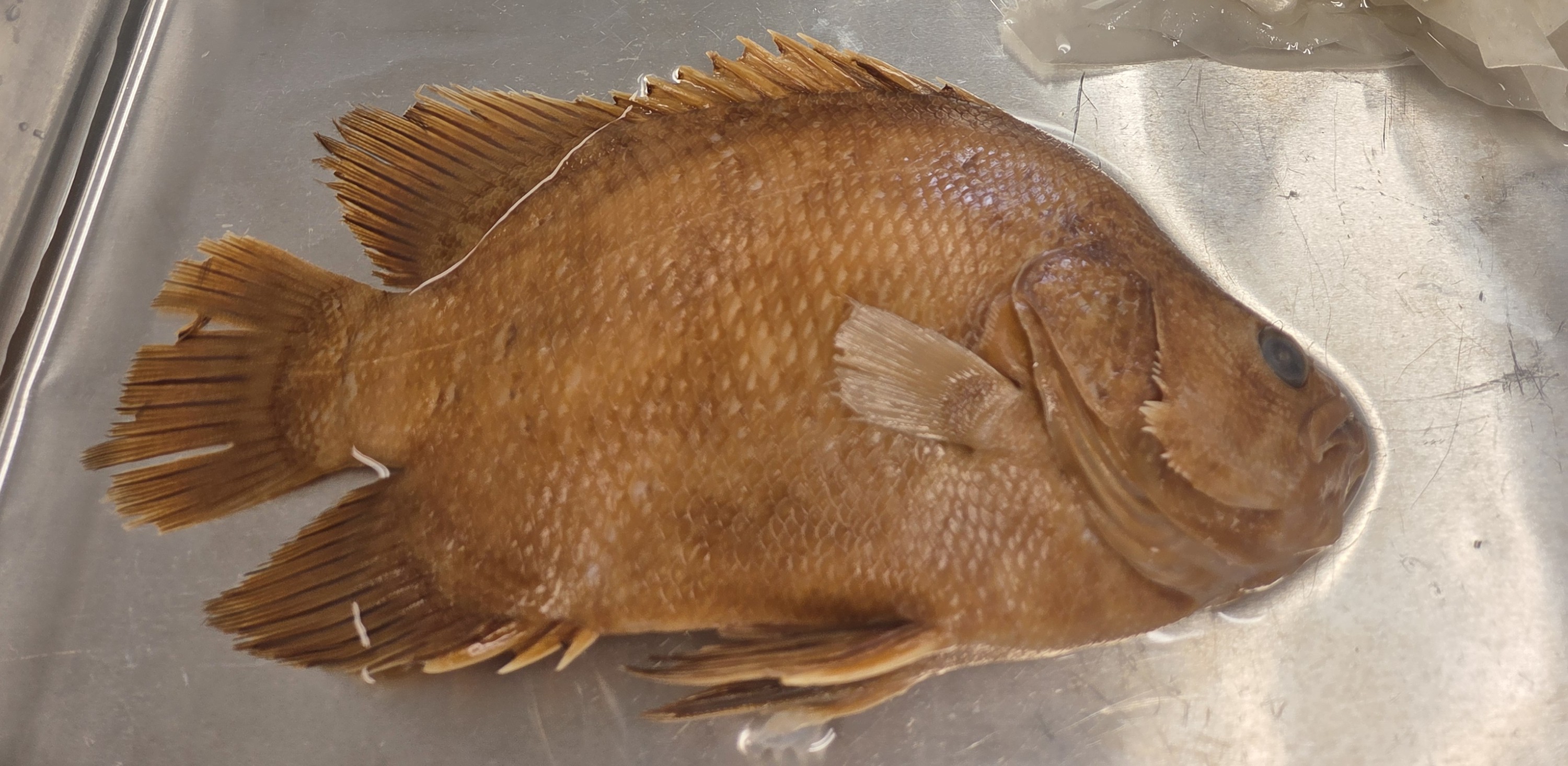 <p>Lobotidae</p>