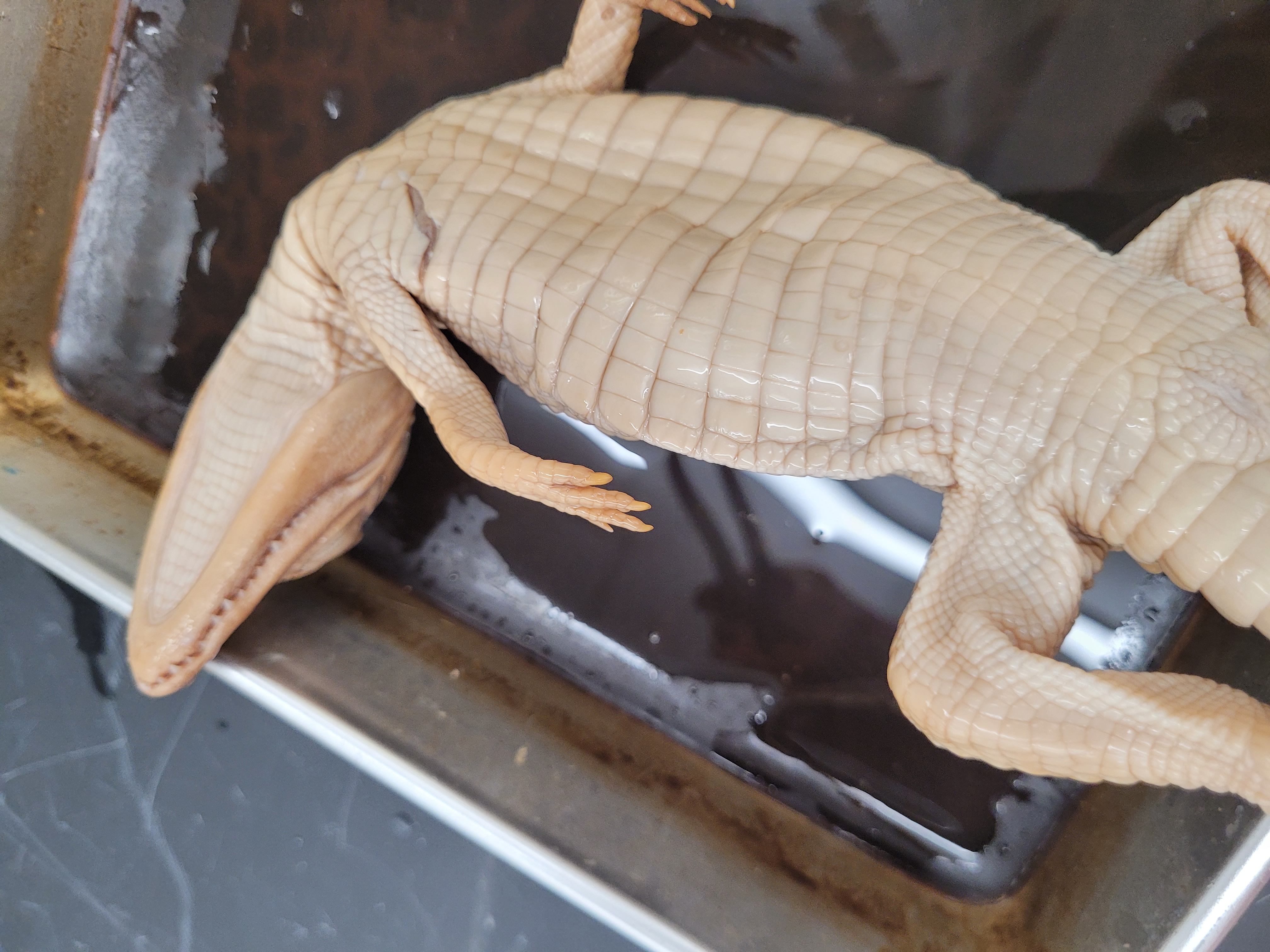 <p>What species is this</p>