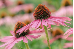 <p>botanical origin of this plant</p>