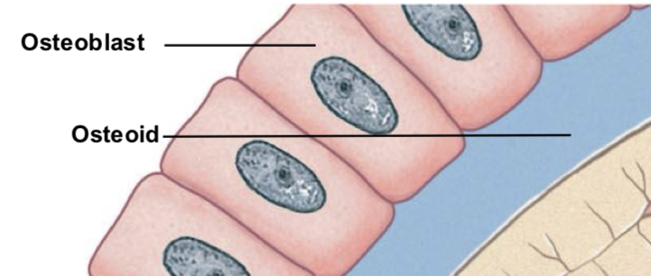 <p>B for Build: Bone-forming cells (osteogenesis or ossification) that synthesize and secrete the bone matrix (osteoid=protein part) , <mark data-color="#f6a5f2" style="background-color: rgb(246, 165, 242); color: inherit;">responsible for bone growth and mineralization (deposit calcium salts to convert osteoid to bone)</mark></p><p></p><p>Become Osteocyte once surrounded by bony matrix</p>