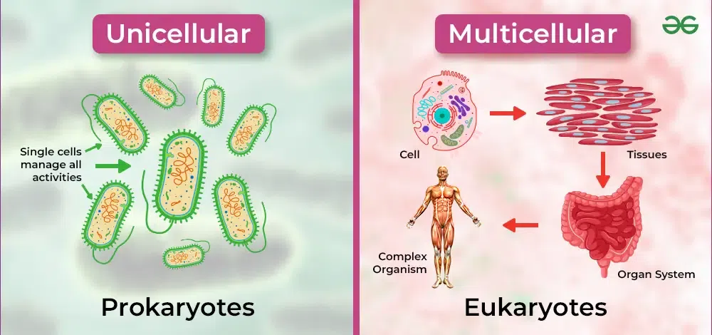<p>organism with multiple cells that work together</p>