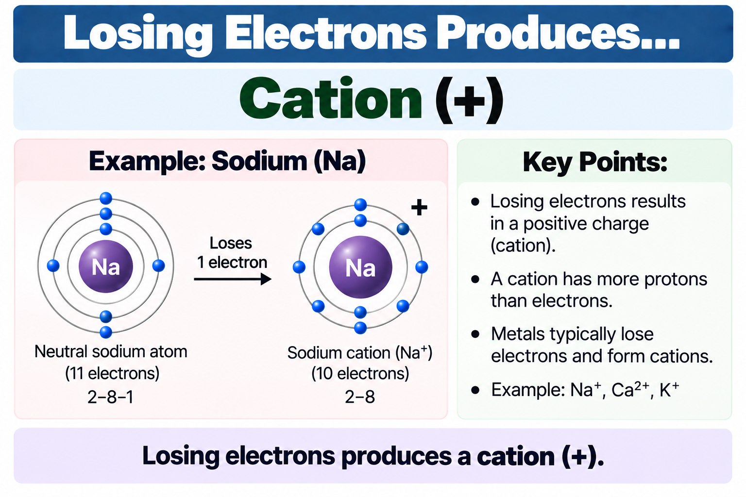 <p>Cation (+)</p>