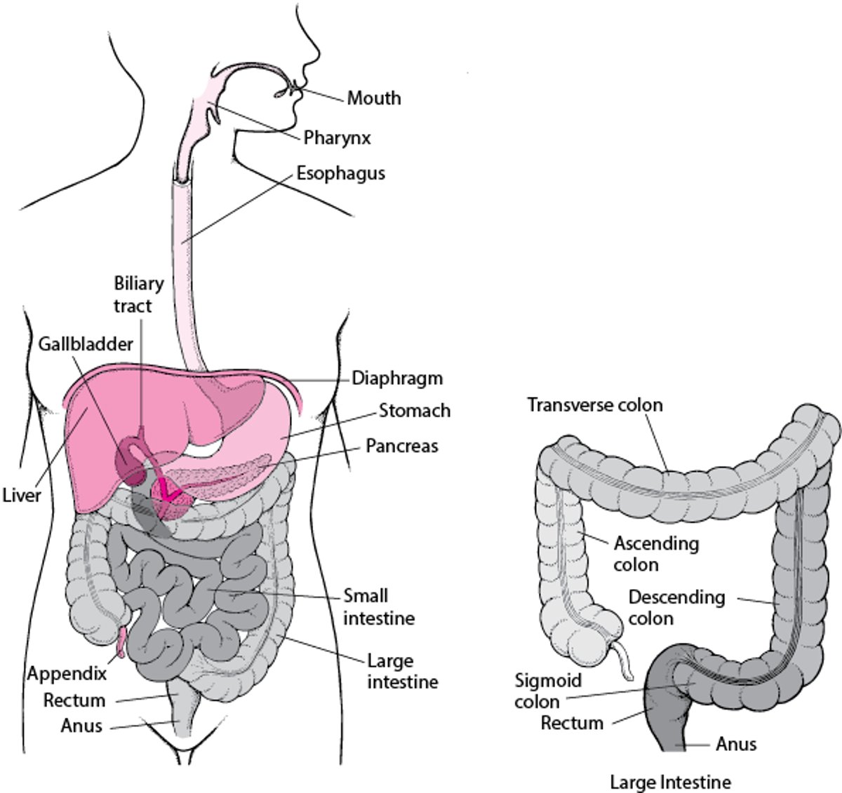 <p><strong>Anus</strong></p>