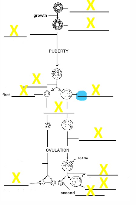 <p>name the cell</p>
