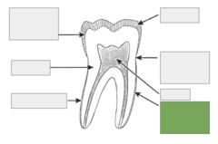 <p>line between the dentin and cementum</p>