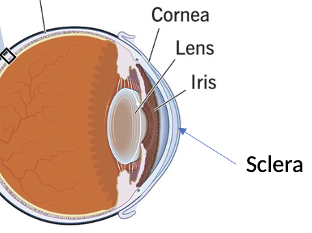 <p>Dense/opaque connective tissue, make up outer layer. Has four layers</p>