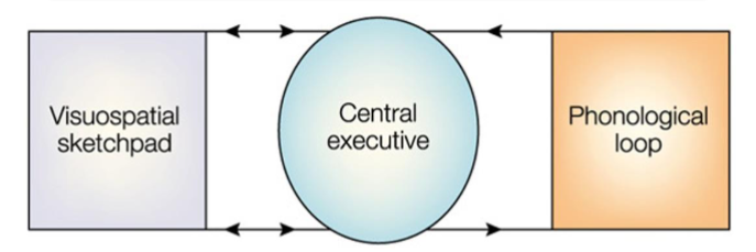 <p>The central executive functioning area works by both providing information and gaining information from the phonological loop and visuospatial sketchpad</p>