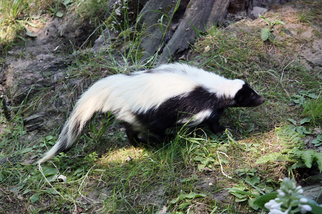 <p><strong>Long hair on neck form a hood, thin white medial face stripe, longer tails. Two variants, back almost all black or all white. </strong></p>