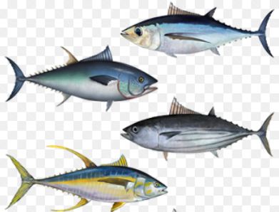 <p>Medium/ large fish, two dorsal fins, series of finlets</p>