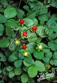 <p><span>Duchesnea indica</span></p>