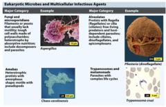 <p>fungi, algae and protozoa</p>