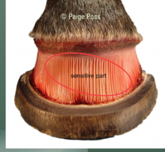<p>what is the function of the lamina</p>