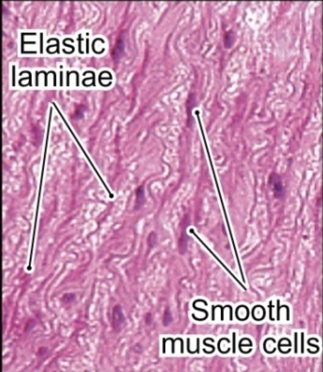<p>Elastic laminae</p>