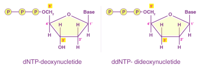 <p><span style="background-color: transparent;">-dNTP: normal nucleotide with 3′-OH that allows DNA elongation via phosphodiester bond</span></p><p><span style="background-color: transparent;">-ddNTP: lacks a 3′-OH, causing chain termination. More ddNTPs produce shorter sequencing products.</span></p>