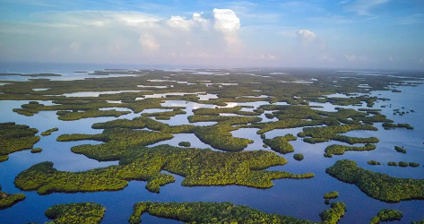 <p><span>The </span><strong>Ten Thousand Islands</strong><span> (figure above), a chain of islands and mangrove islets, some of which were produced by mangroves growing on oyster bars, are a key feature of which of the following National Parks?</span></p>