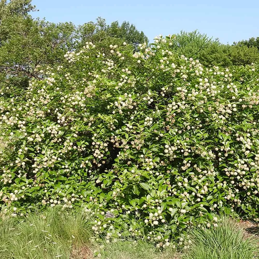 <p>Sprawling shrub, growing directly out of standing water or deep mud at edge of ponds and flood planes</p>