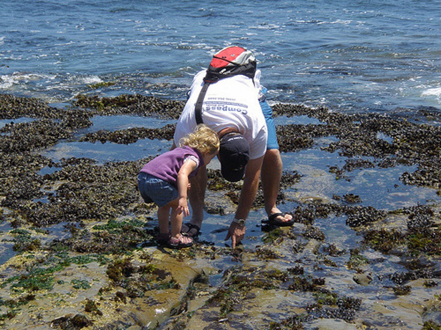 <p>Tide pools typically have habitats containing these two.</p>