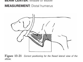 <p>Flexed lateral view of elbow</p>