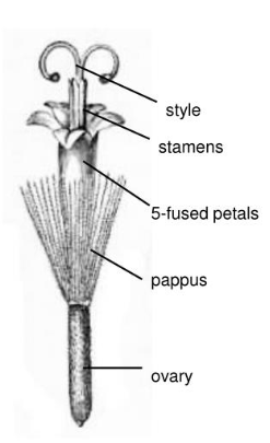 <p>what type of flower?</p>