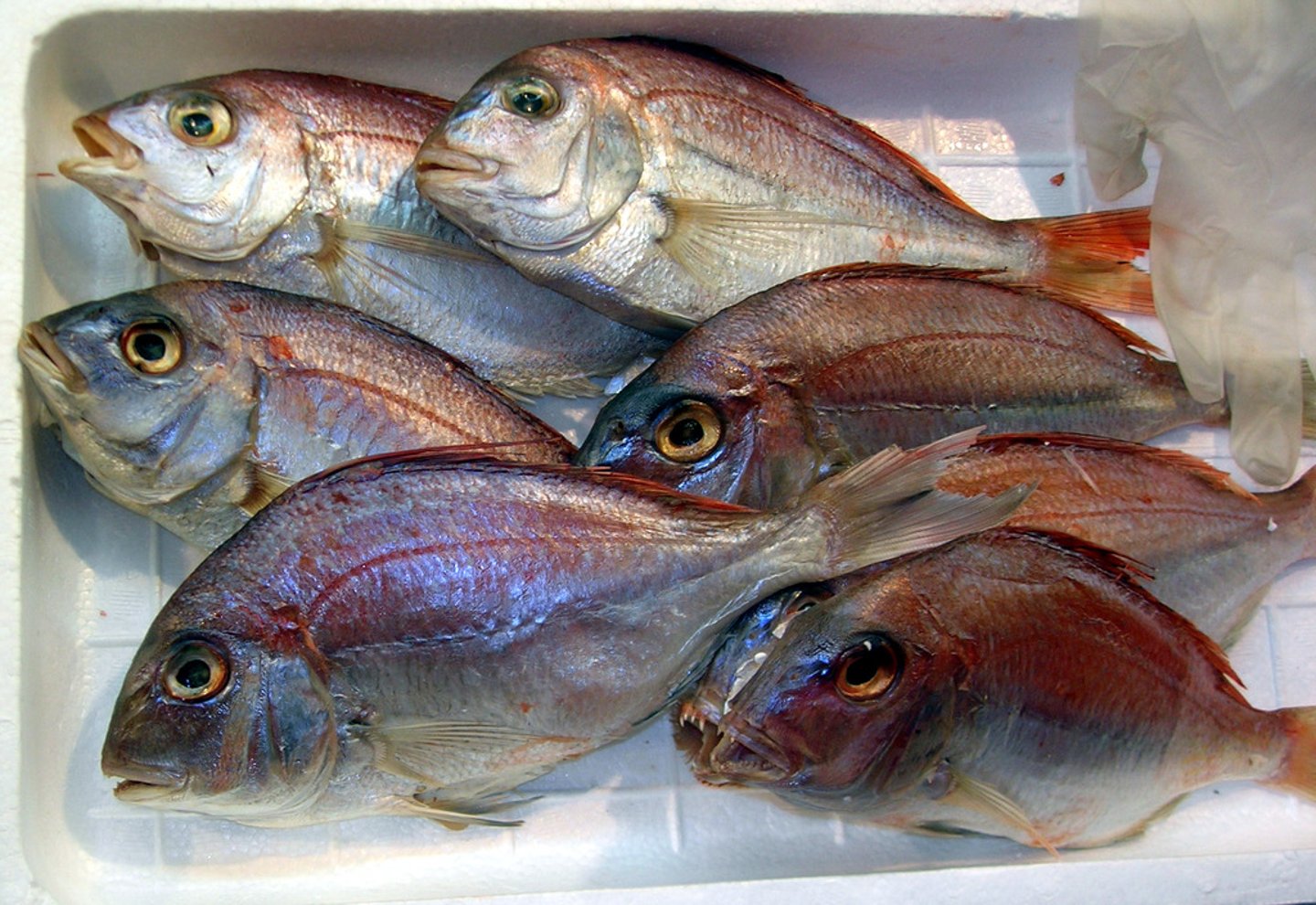 <p>cá</p>