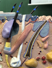 <p>"Name this layer" </p><p>The clear covering layer on the hair shaft</p>