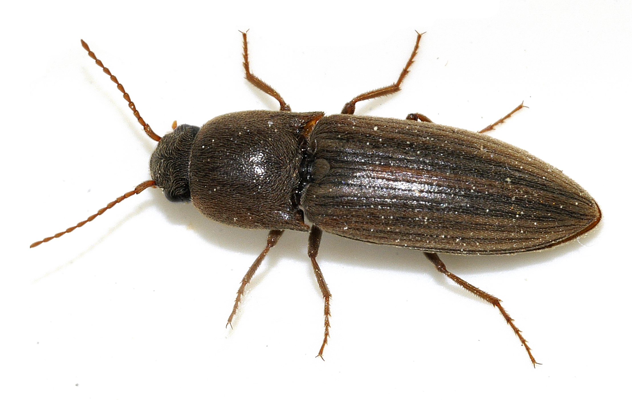 <p></p><p>rad:</p><p>druh:</p>