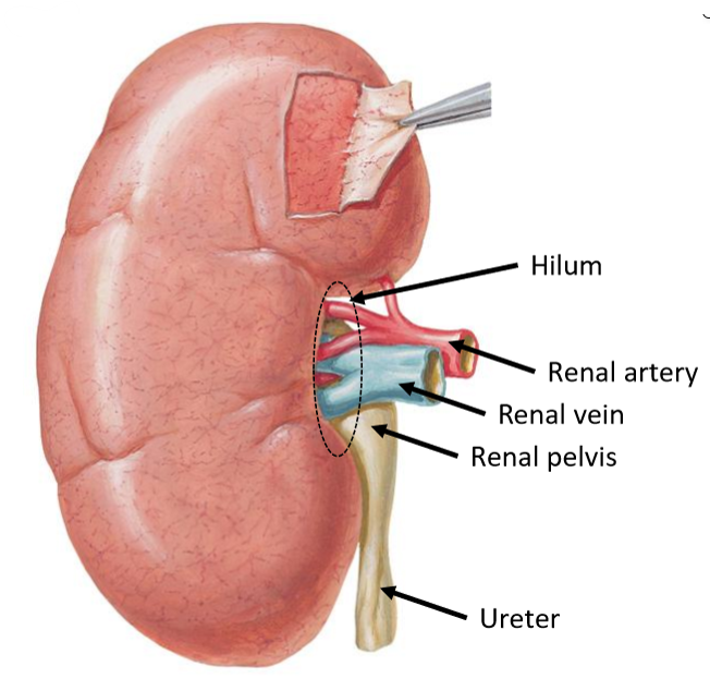 <ul><li><p><strong>Anterior</strong>: renal vein</p></li><li><p><strong>Middle</strong>: renal artery</p></li><li><p><strong>Posterior</strong>: renal pelvis</p></li></ul><p></p>