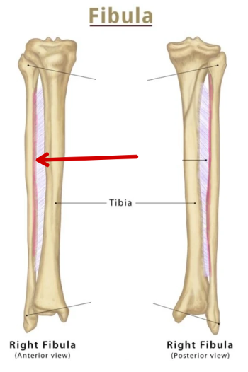 <p>Fibula</p>